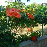 Appartement Thoma-is Limenaria (Thasos)