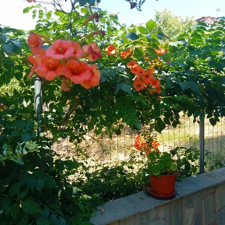 Appartement Thoma-is Limenaria (Thasos)