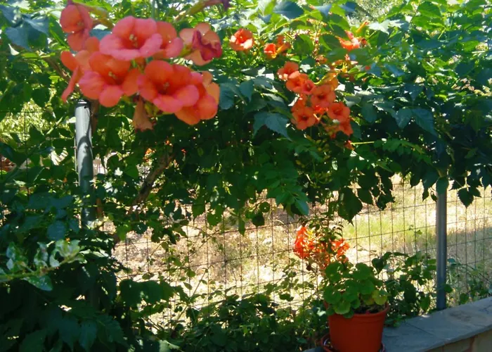 Апартаменты Thoma-is Лименария